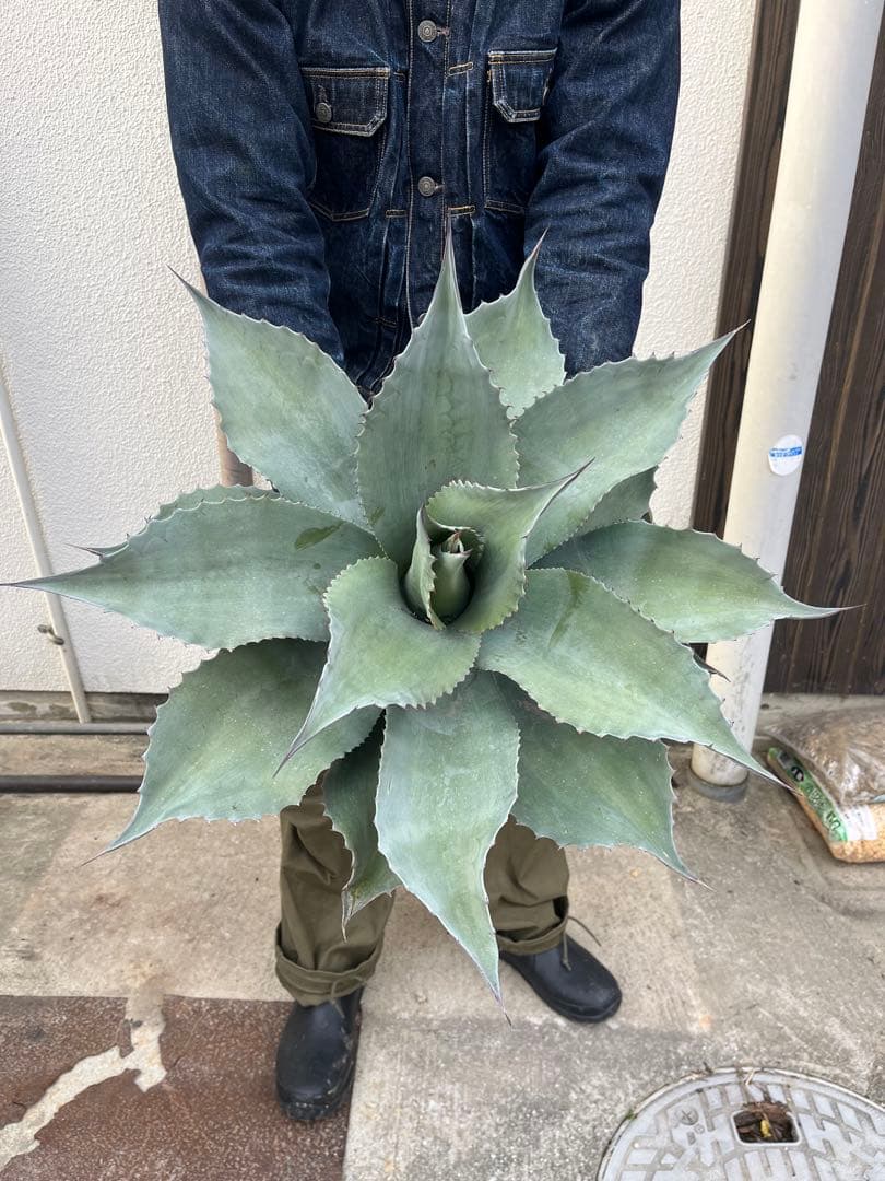 送料込み‼️アガベ オバティフォリア 大株 - メルカリ