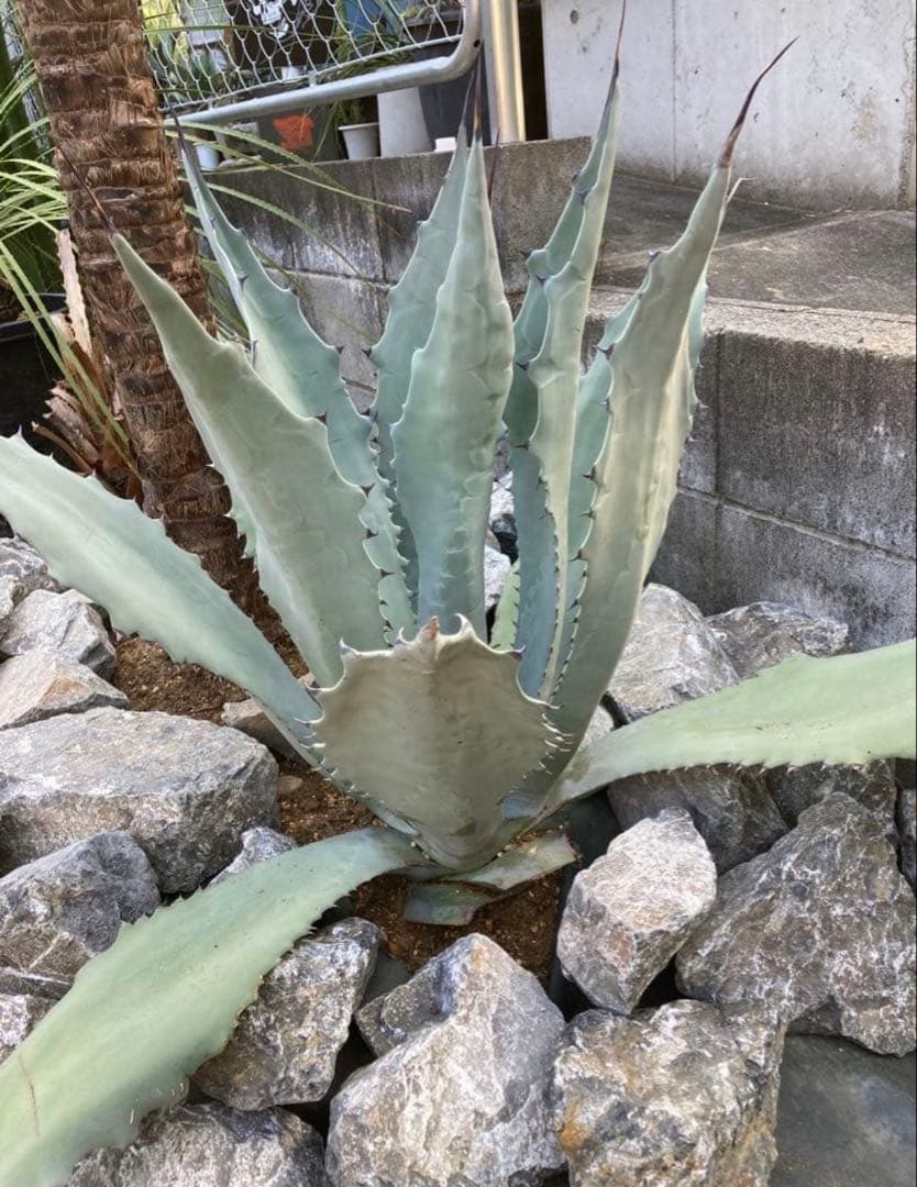 引き取り割栗石500kg◇ドライガーデン庭石スコリア南国リゾート岐阜石