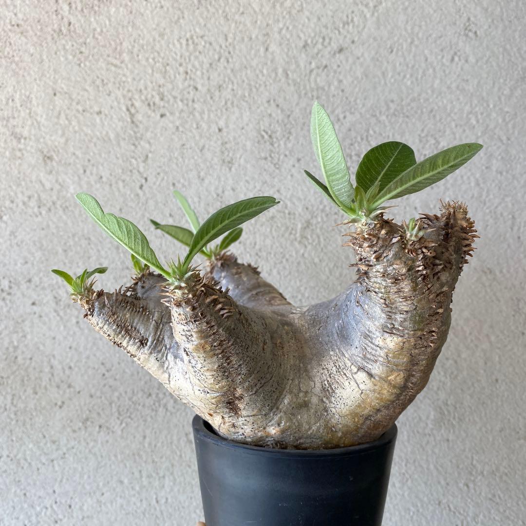 特選株】【長期管理現地球】パキポディウム エニグマティクム - メルカリ