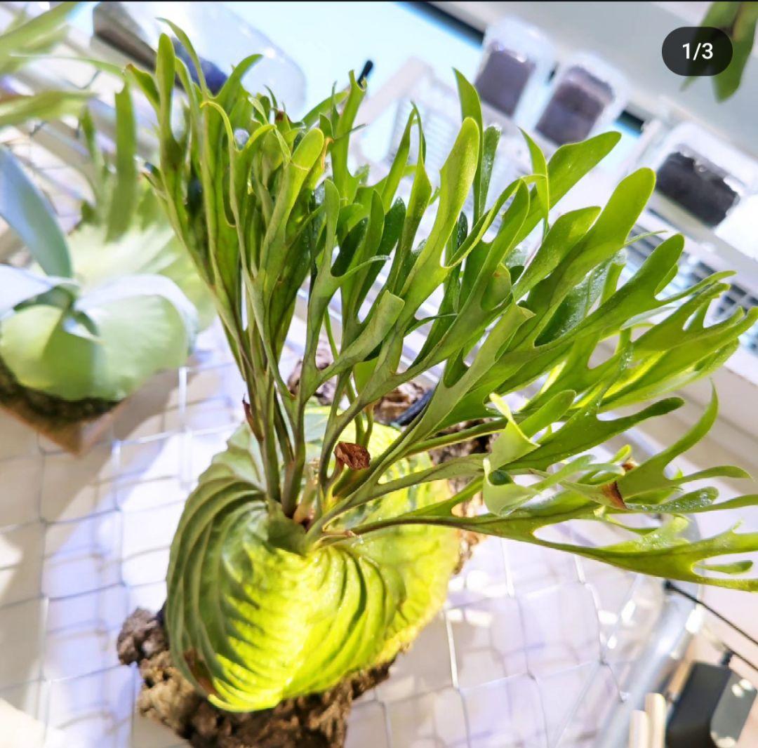 ビカクシダ☆リドレイ 細葉①☆P.ridleyi narrow form☆子株 - メルカリ