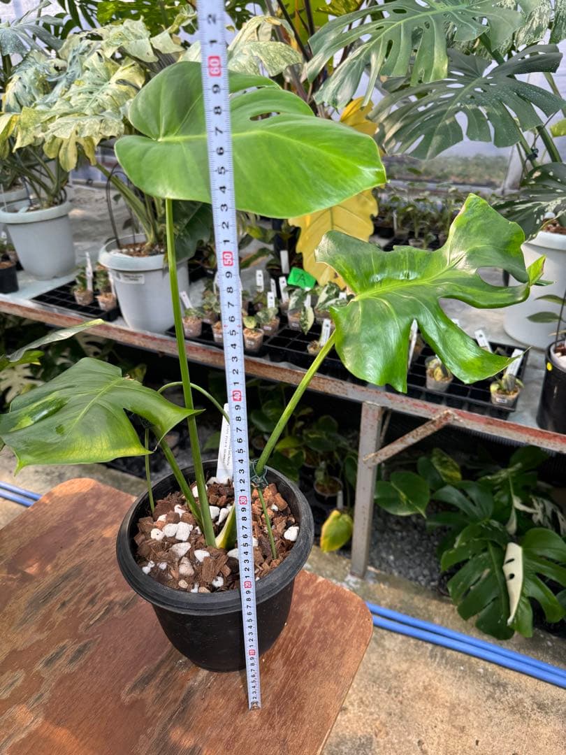 モンステラ デリシオーサ 抹茶斑入り グリーンオングリーン 美遺伝子株