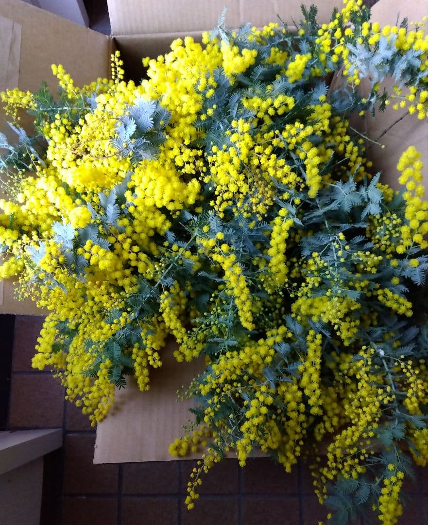 フレッシュミモザ100サイズ（箱） 午前中ご購入で本日発送 - メルカリ