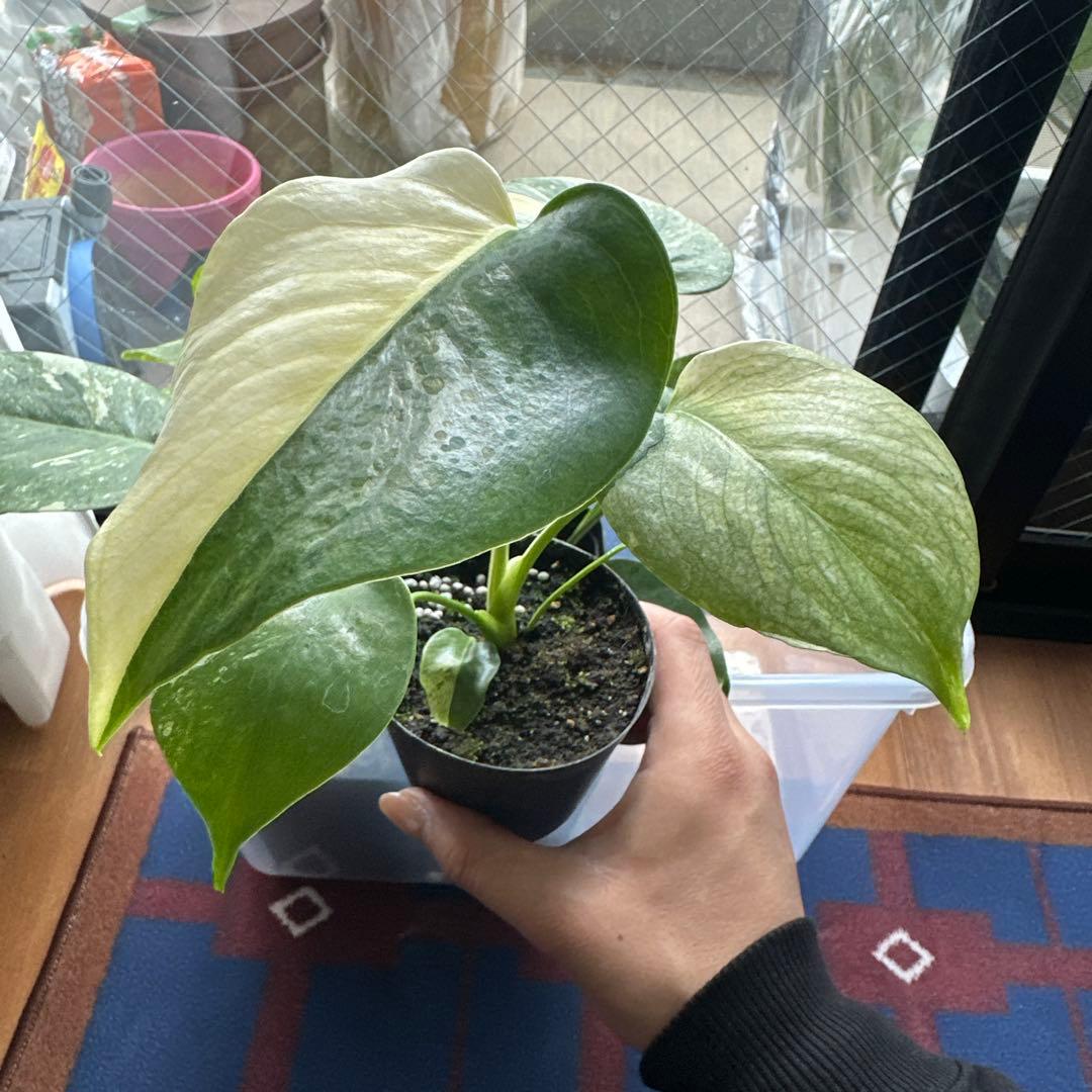 モンステラデリシオーサミントトリカラー 輸入株 モンステラ・デリシオーサ 'ミント トリカラー' Monstera deliciosa