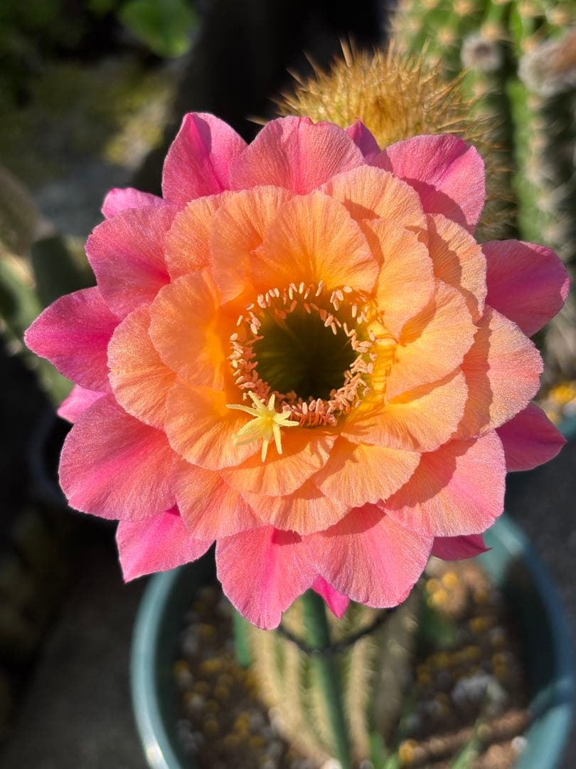 多肉植物 花サボテン 金紐シリーズ 時光 - メルカリ