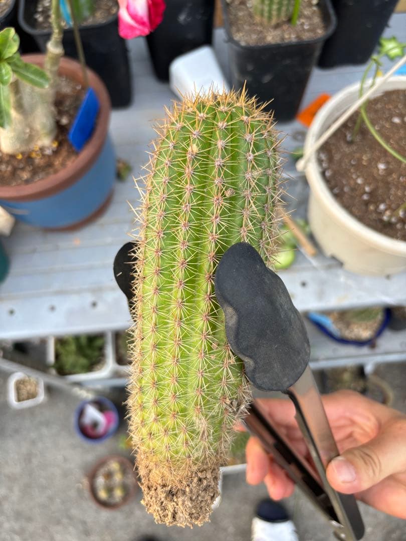 多肉植物 花サボテン 金紐シリーズ 時光 - メルカリ