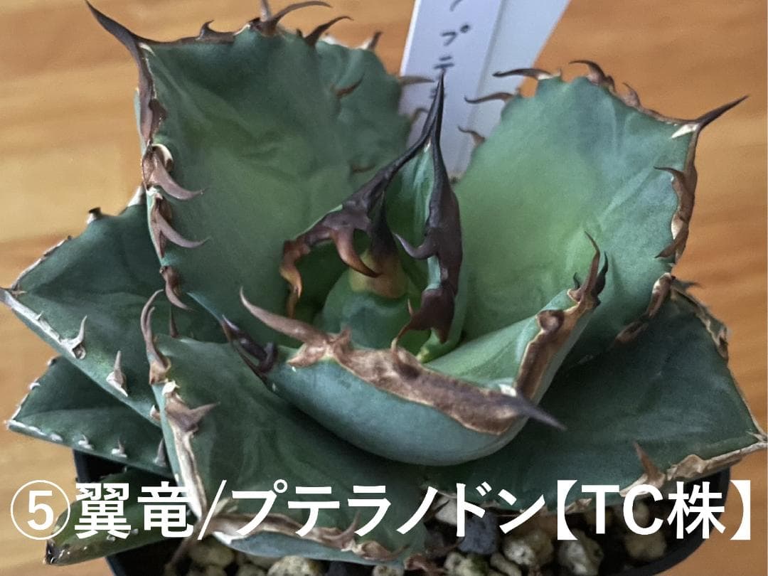 ⑤翼竜_プテラノドン/アガベ チタノタ【TC株・発根済み】 - メルカリ