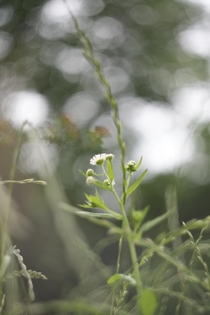 Helios44-2 58mm f2 M42 Zeissの銘玉Biotarコピー - メルカリ