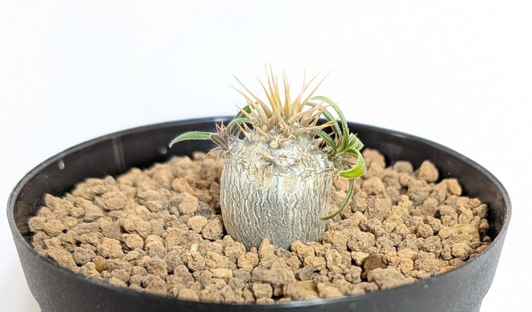 鉢付き】84 グラキリス 実生 パキポディウム - メルカリ