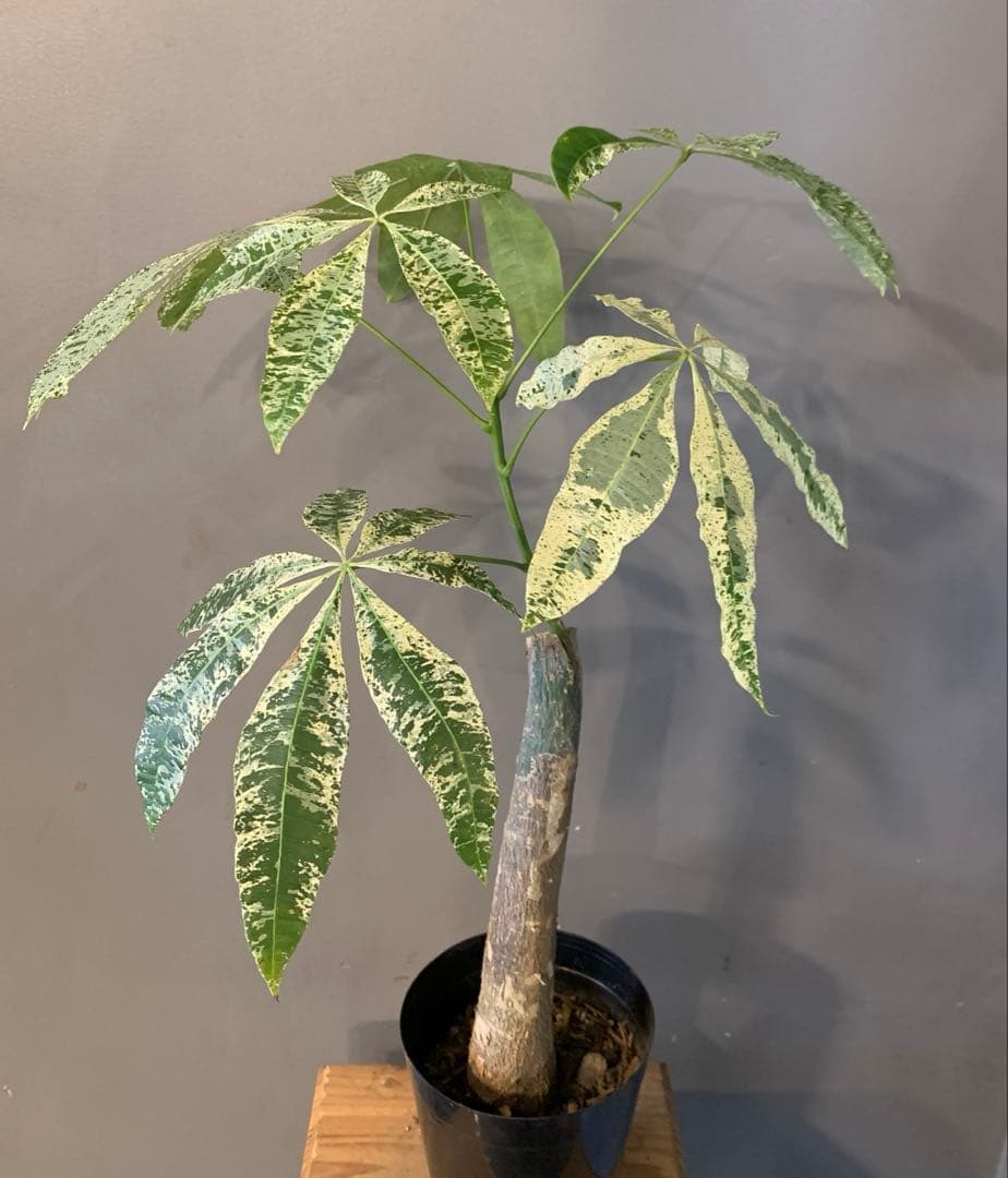 パキラ ミルキーウェイ 19 - メルカリ