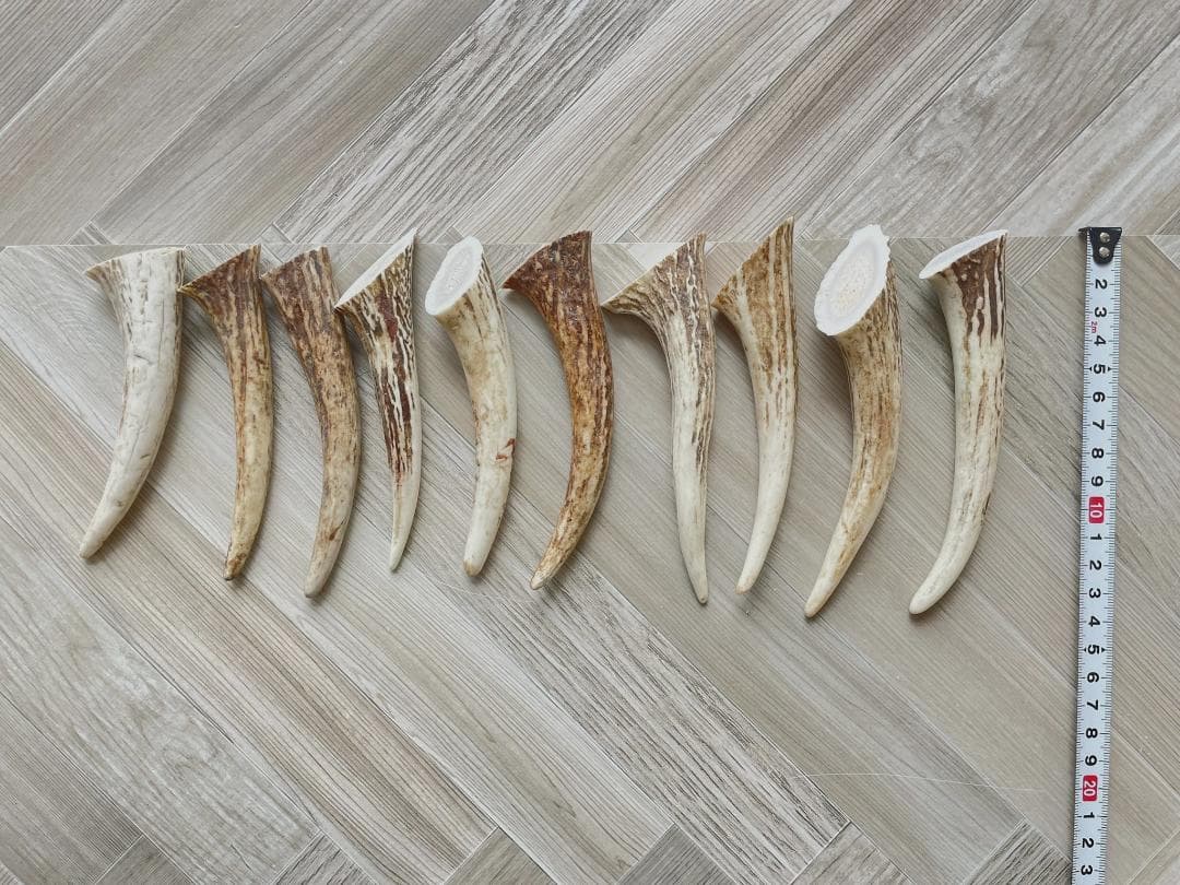 エゾ鹿角 先端（中）10本セット No.0118 - メルカリ