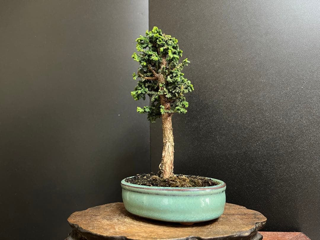 石化ヒノキ盆栽 小品盆栽 ミニ盆栽 樹高14cm (石化桧、真柏、黒松