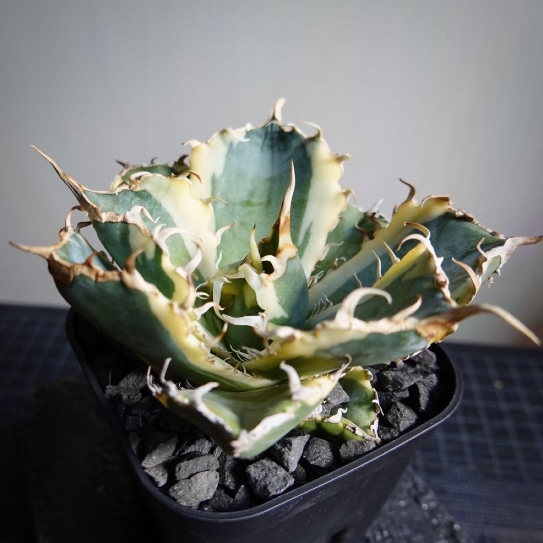 2235【メルカリ便】【鉢のまま発送】 アガベ チタノタ 白鯨錦 斑入り