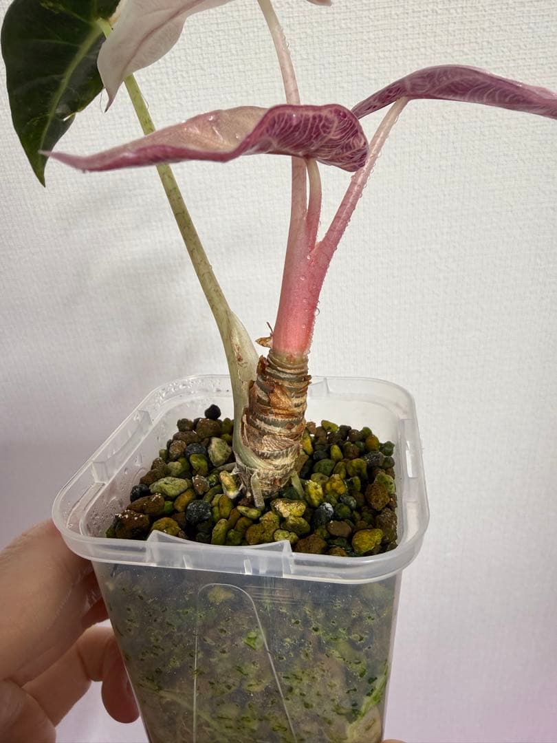 アロカシア シンポバリエガータ変異個体とバンビーノピンク