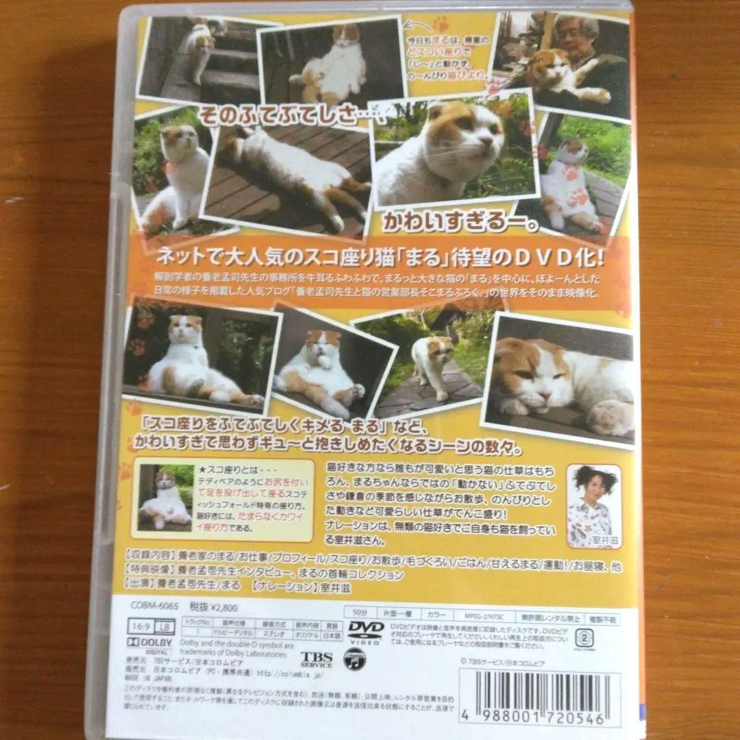 希少DVD どすこい座り猫まる。養老孟司先生と猫の営業部長 - メルカリ