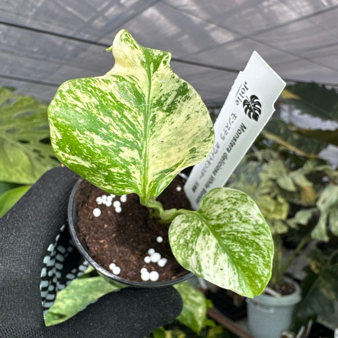 4モンステラ デリシオーサ ホワイトモンスター 天津蘭 - メルカリ