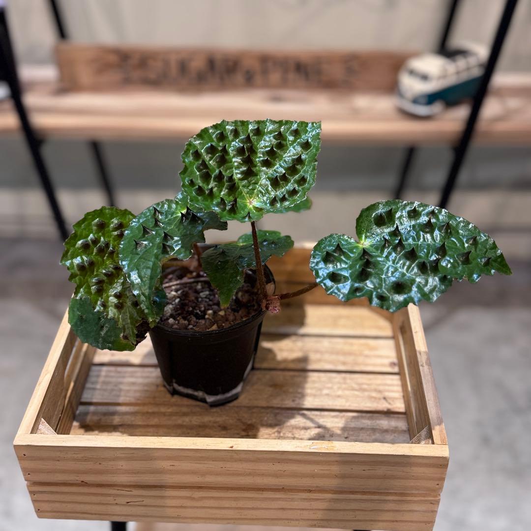 h*o様 26 ベゴニア フェロックス トゲトゲ 大きめ - メルカリ