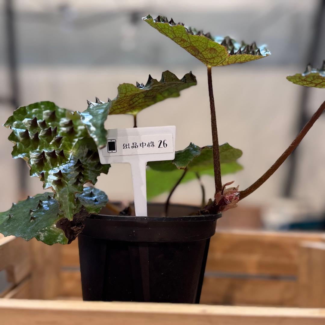 h*o様 26 ベゴニア フェロックス トゲトゲ 大きめ - メルカリ