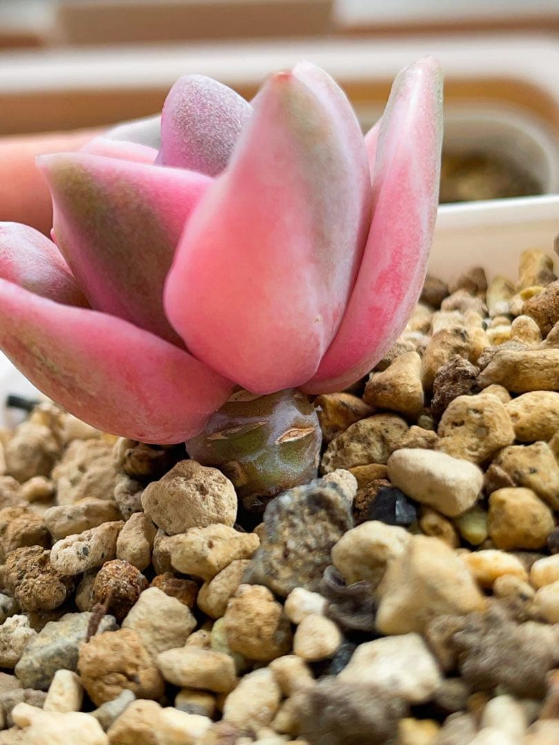 ラブリーローズ錦 虹斑入り レア 多肉植物 エケベリア 超美斑入り 抜き