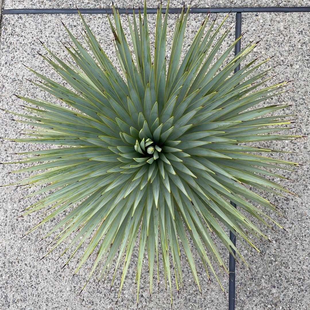 ユッカロストラータ　幹太　極上株 幹太 ユッカ ロストラータ 【耐寒性/ドライガーデン/ロックガーデン