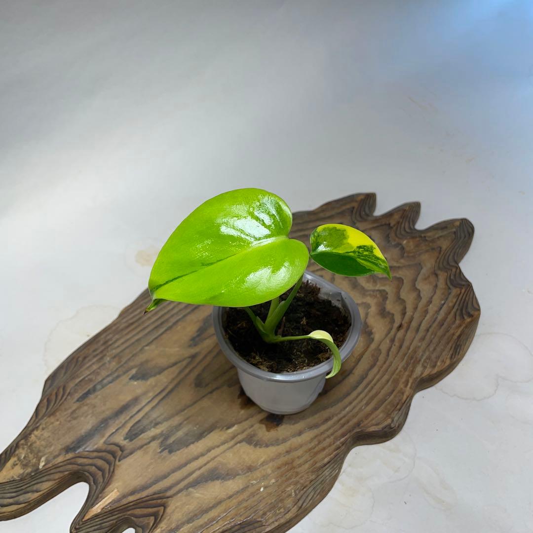 Q107 モンステラデリシオーサ イエローマリリン - メルカリ