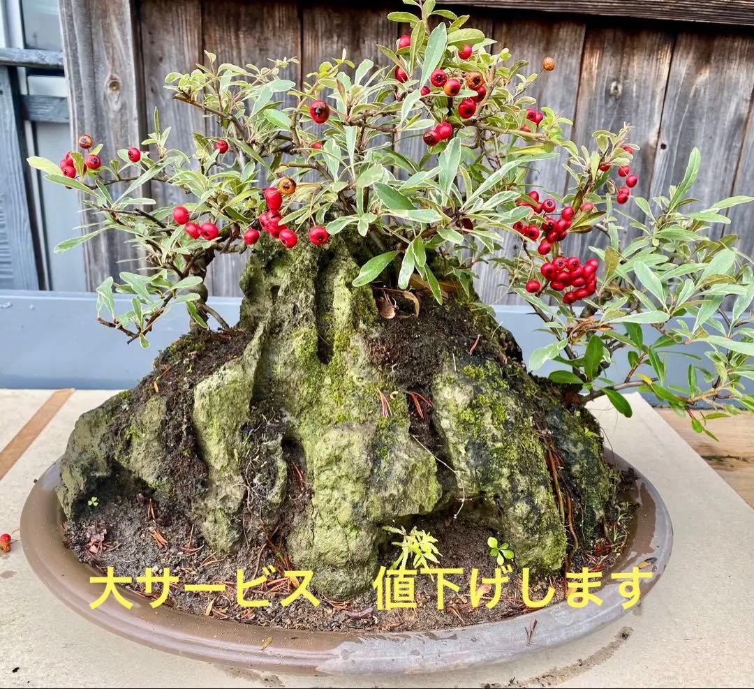 盆栽 自然石付き斑入りビラカンサ 見応えあり 実がいっぱい 前後どちら