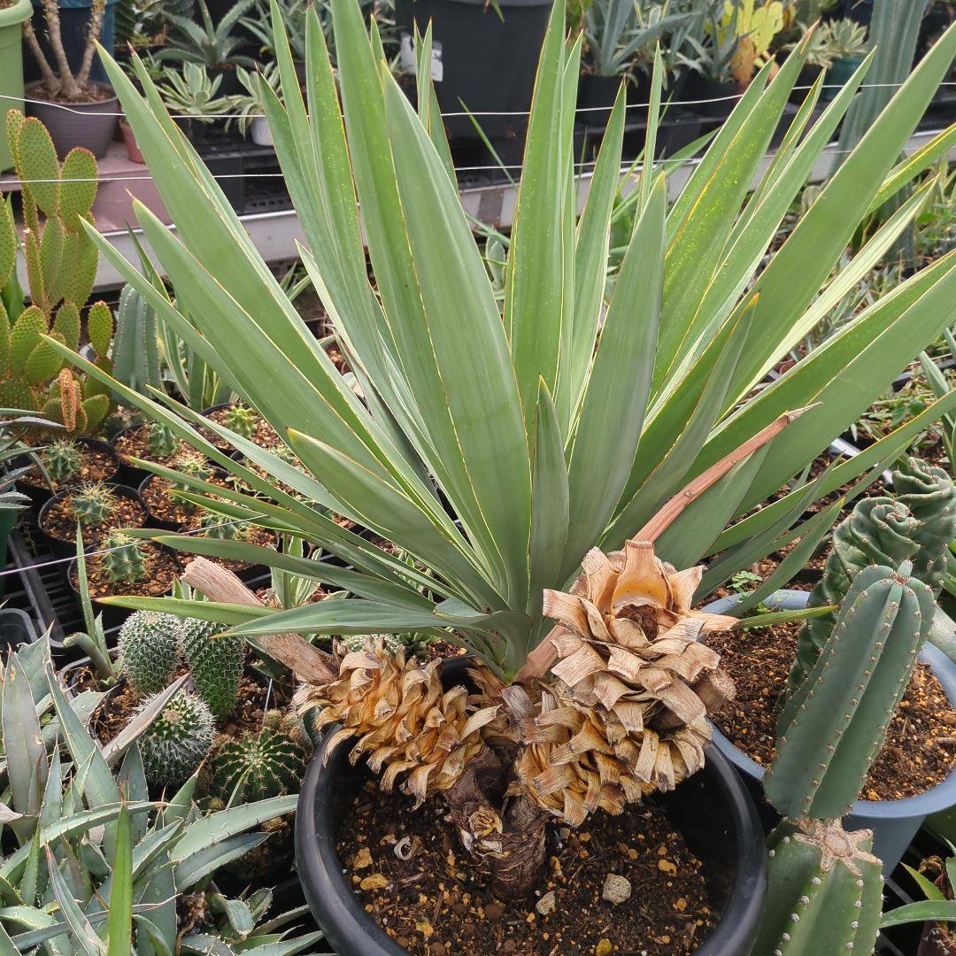 ユッカ アツバキミガヨラン 3頭 グロリオサ ドライガーデン アガベ