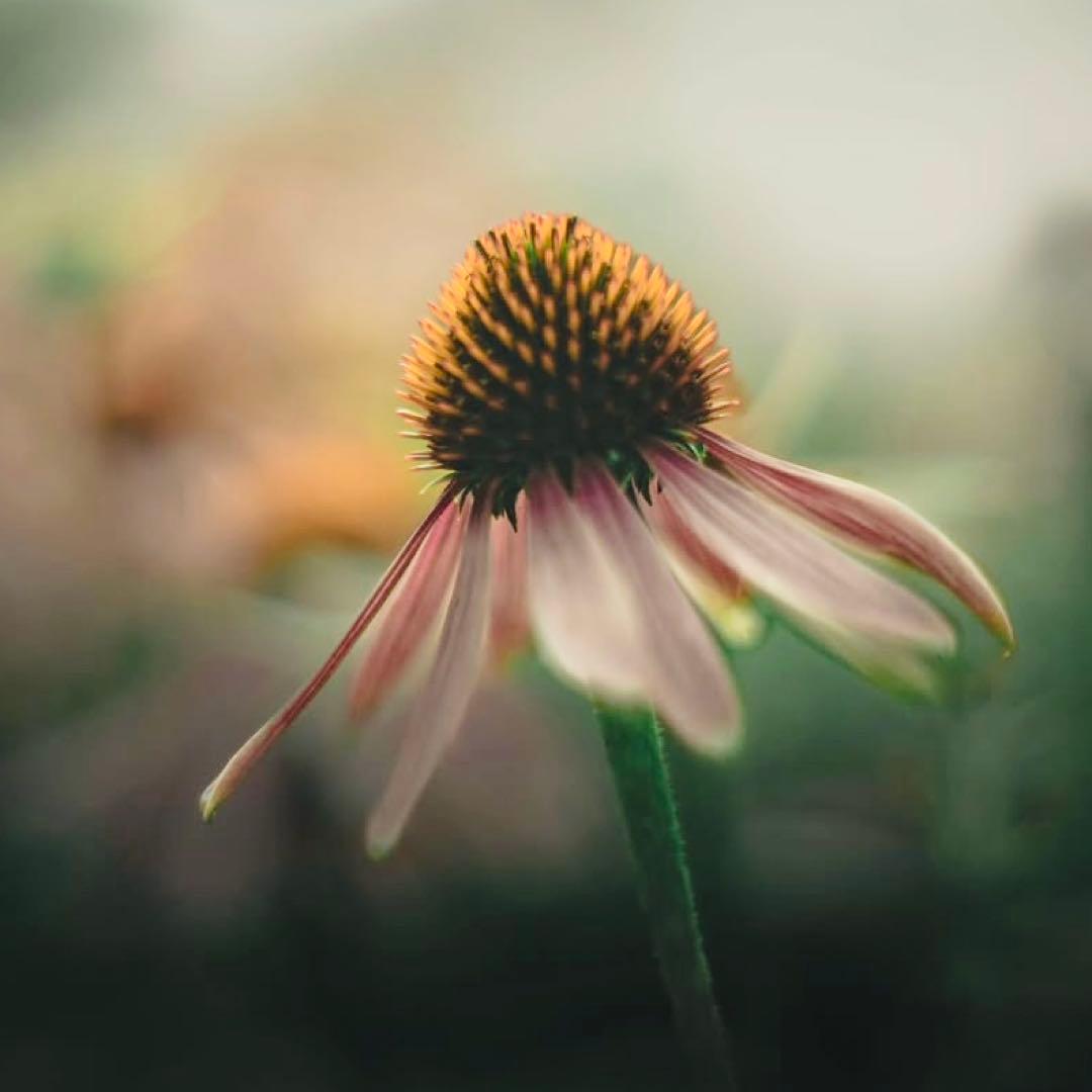 FUJINON 55mm f1.8【M42】【トロけ◎】【希少】作例 FUJINON 55mm F1.8 初期型M42 Review作例 フジノンおすすめオールドレンズ