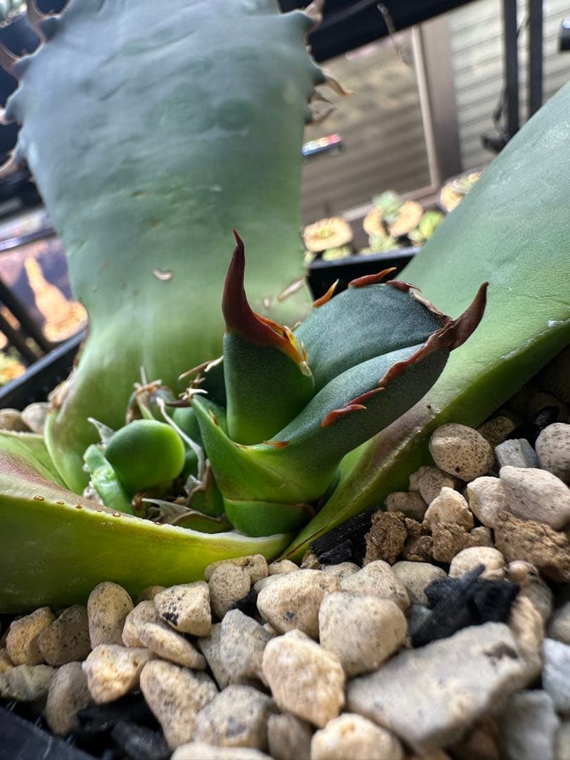 特価】アガベ オアハカ実生 2019ロット 発根済み子株 - メルカリ