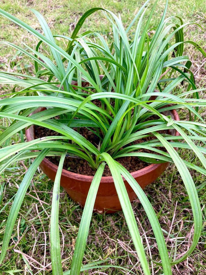 天然野生の春蘭＊花芽9個の超巨大優良株/根が頑丈で抜群！】シュンラン