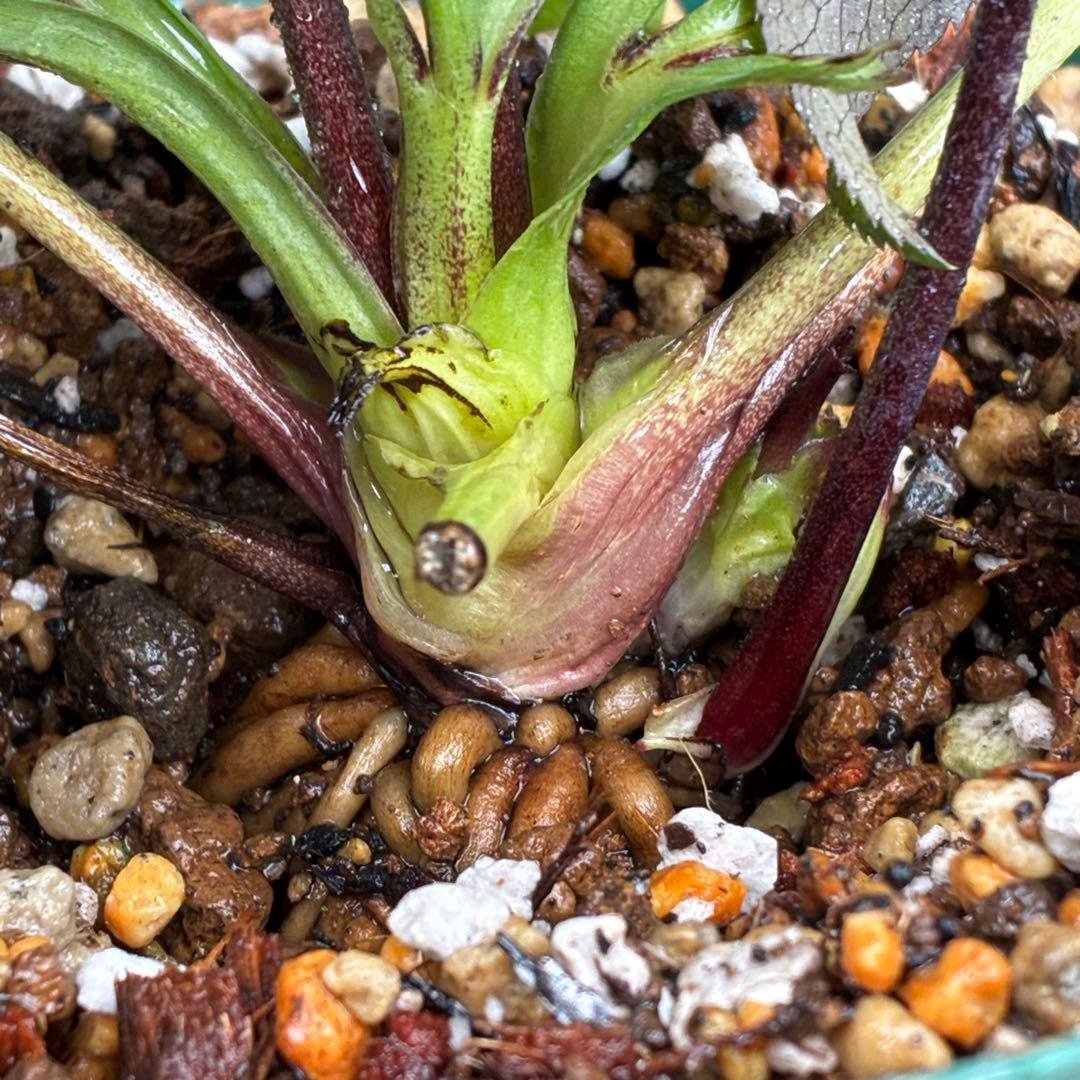 3551☘️蕾花付☘️超希少☘️筒型SD⭐️ポーセリン⭐️小輪⭐️ぼかし⭐️超コンパクト⭐️大木