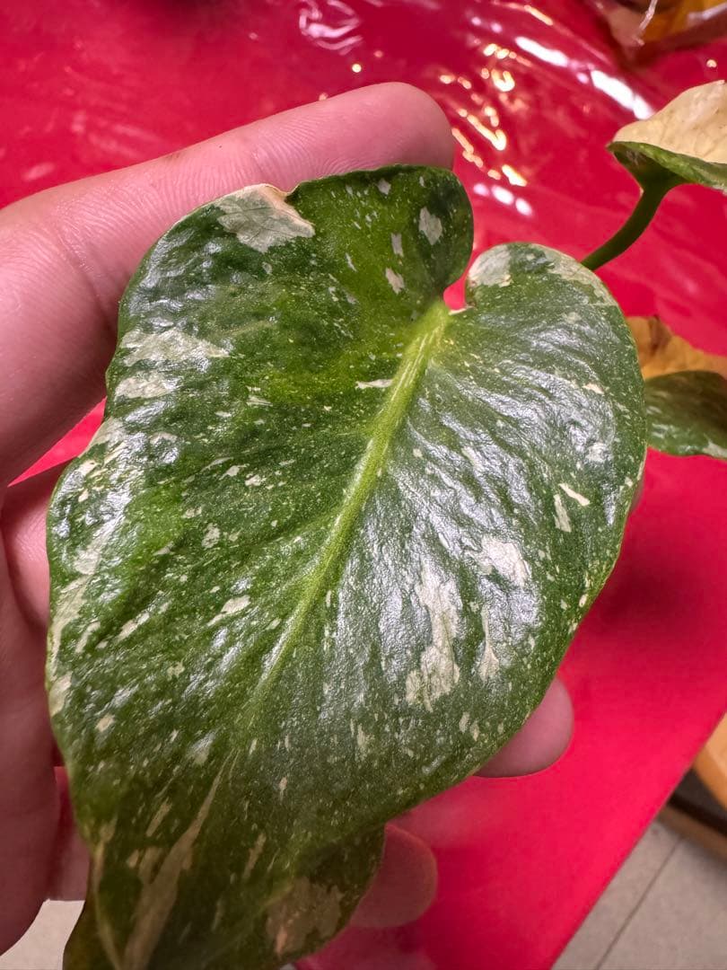 希少斑入り本物 モンステラ デリシオーサ グリーンオングリーン ミュー