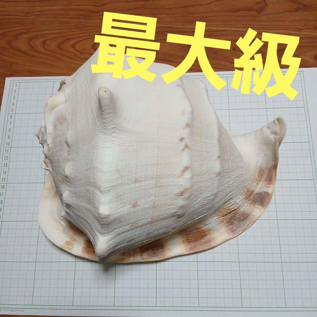 トウカムリガイ 貝殻 - メルカリ