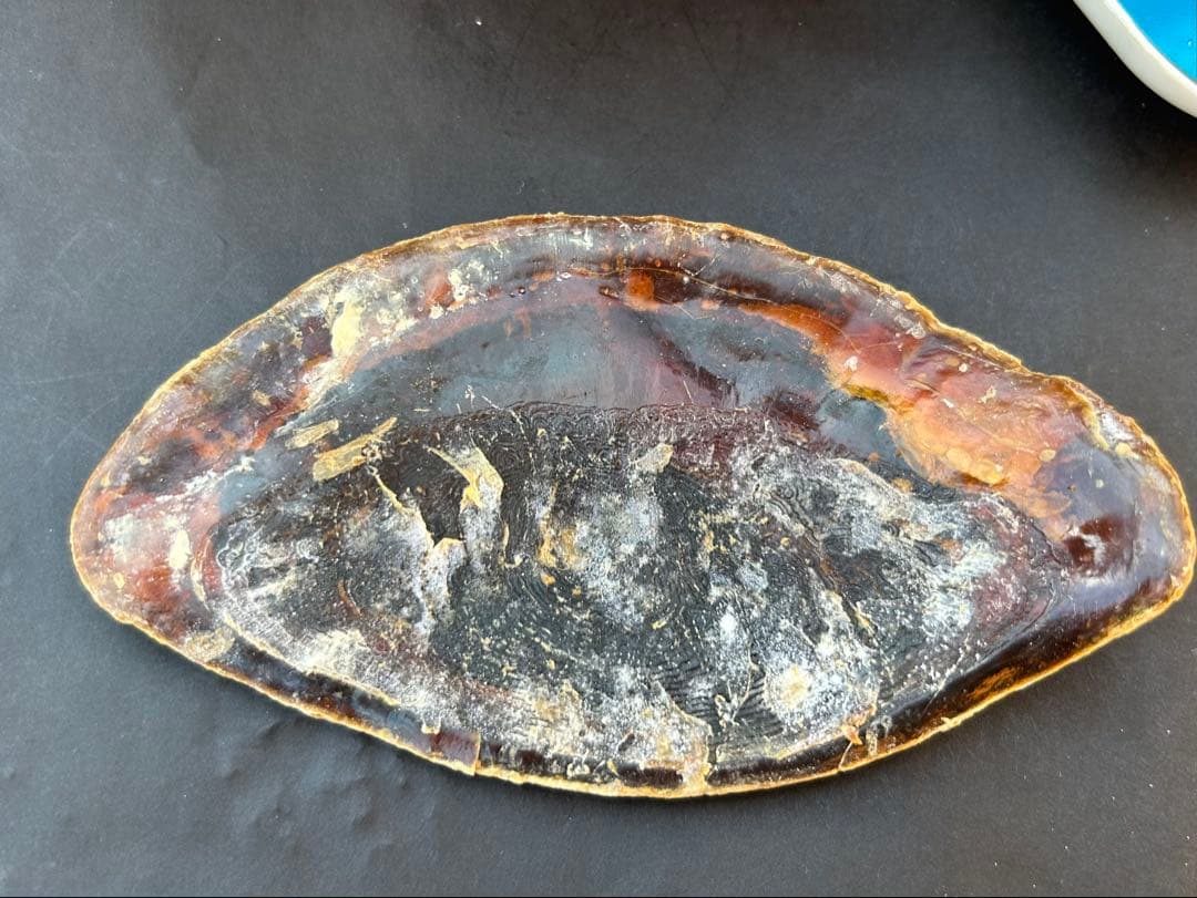 特大 39.7cm 法螺貝　蓋付