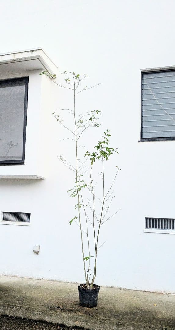 端正。山採りアオダモ。 楽天市場】山採り【アオダモ】自然風樹形 コバノトネリコ 樹高H≒230