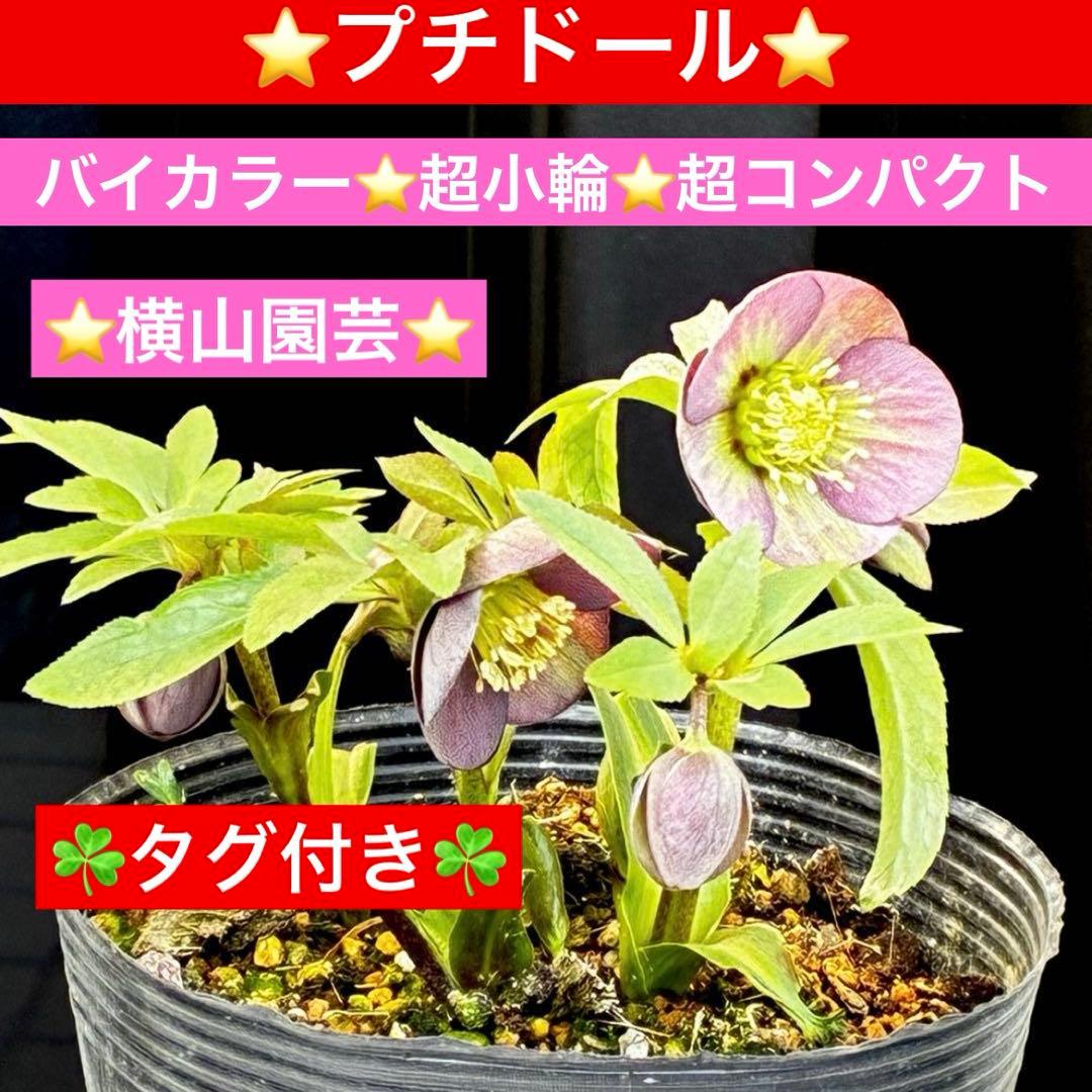 3728☘️タグ付き☘️⭐️プチドール⭐️￼バイカラー⭐️超小輪⭐️超