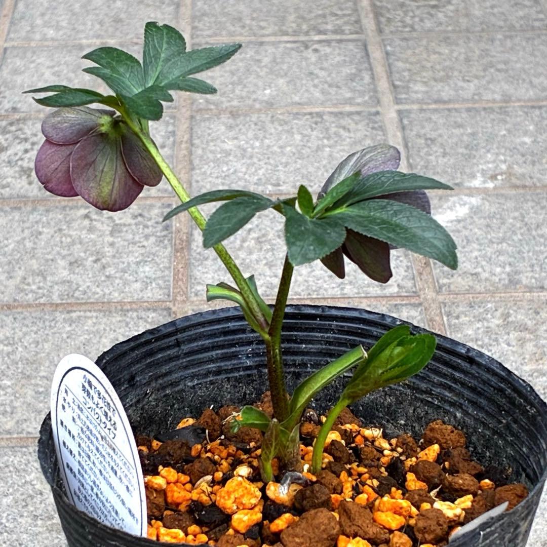 3728☘️タグ付き☘️⭐️プチドール⭐️￼バイカラー⭐️超小輪⭐️超