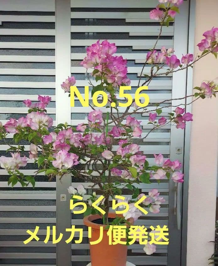 ブーゲンビリア　2点セット　No56. らくらくメルカリ便発送‼️ ブーゲンビリアNo110 らくらくメルカリ便発送‼️ - メルカリ