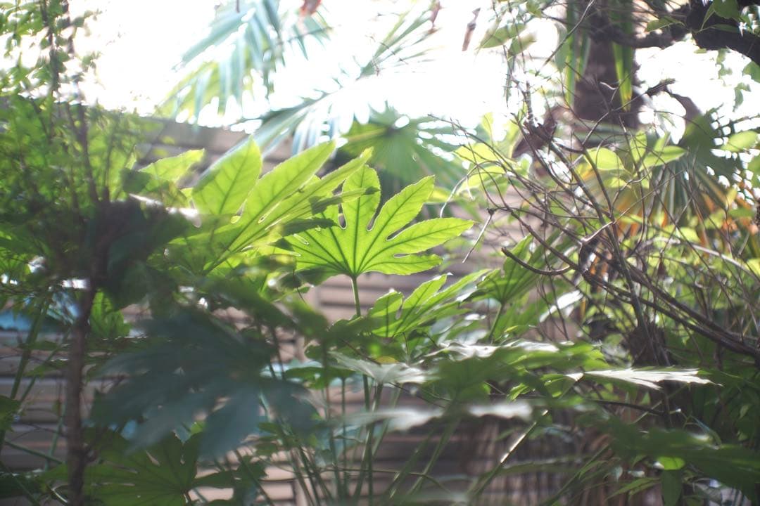 ライカ｜ヘクトール L73mm/F1.9 Hektor 7.3cm ニッケル