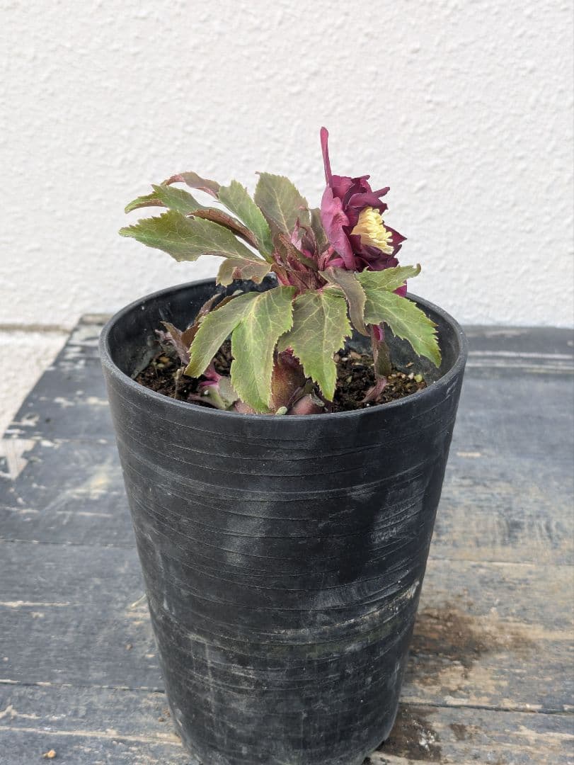 広瀬園芸 クリスマスローズ ダブル 【ベルベットレッド】 極美個体