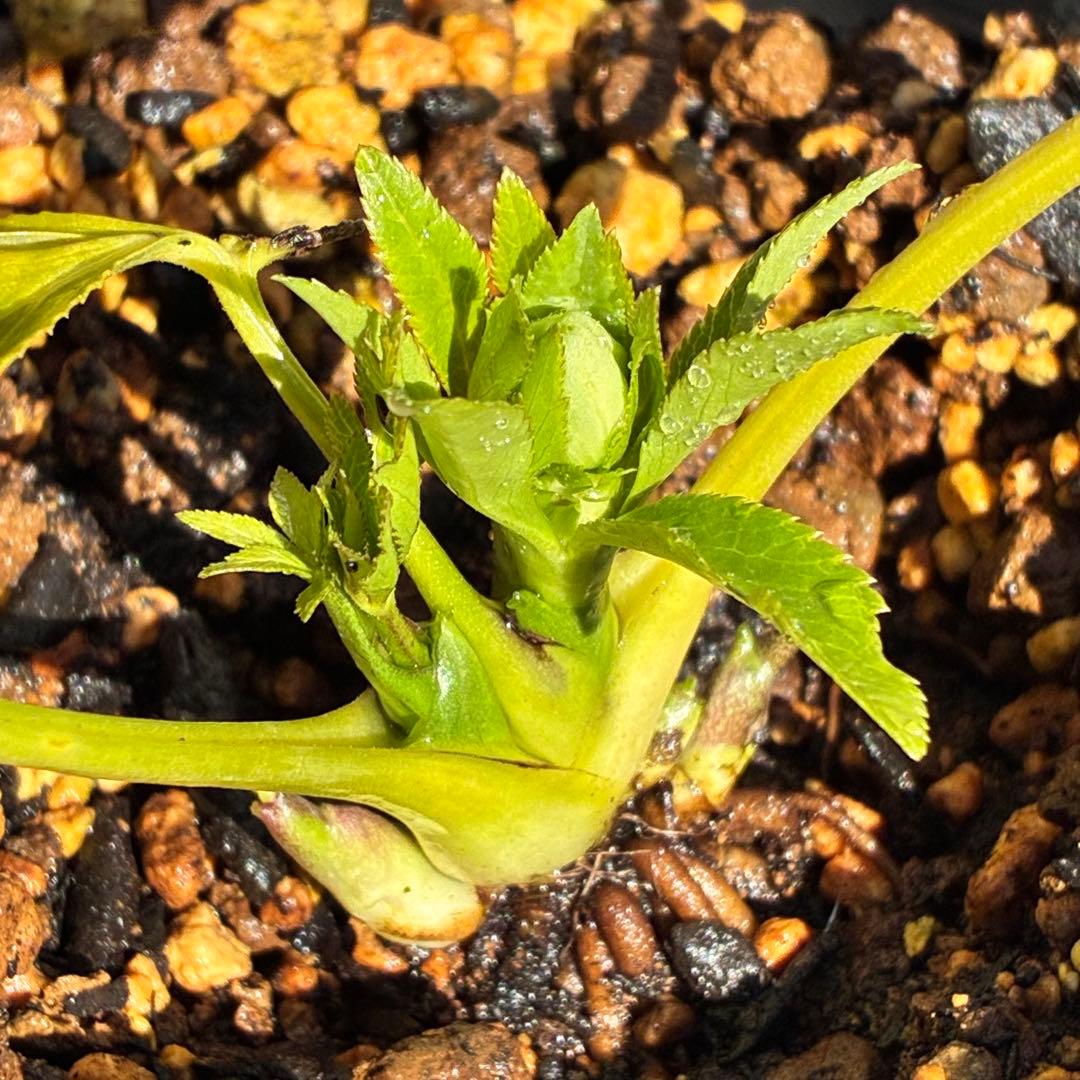 も*子様 ☘️蕾付き☘️NEW☘️レア☘️3395⭐️マイクロヒデコート⭐️小輪