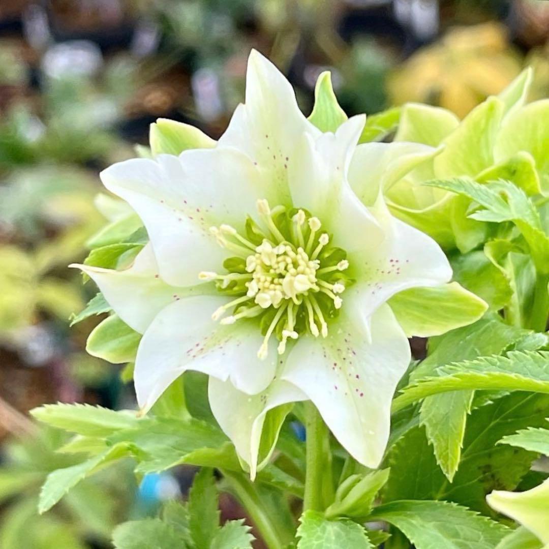 も*子様 ☘️蕾付き☘️NEW☘️レア☘️3395⭐️マイクロヒデコート⭐️小輪