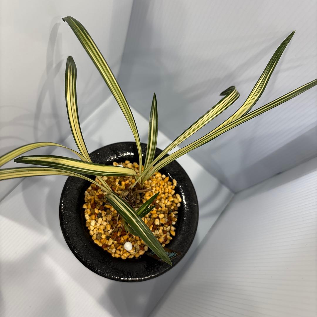 春蘭 韓国春蘭 日本春蘭 観月の宴No.1