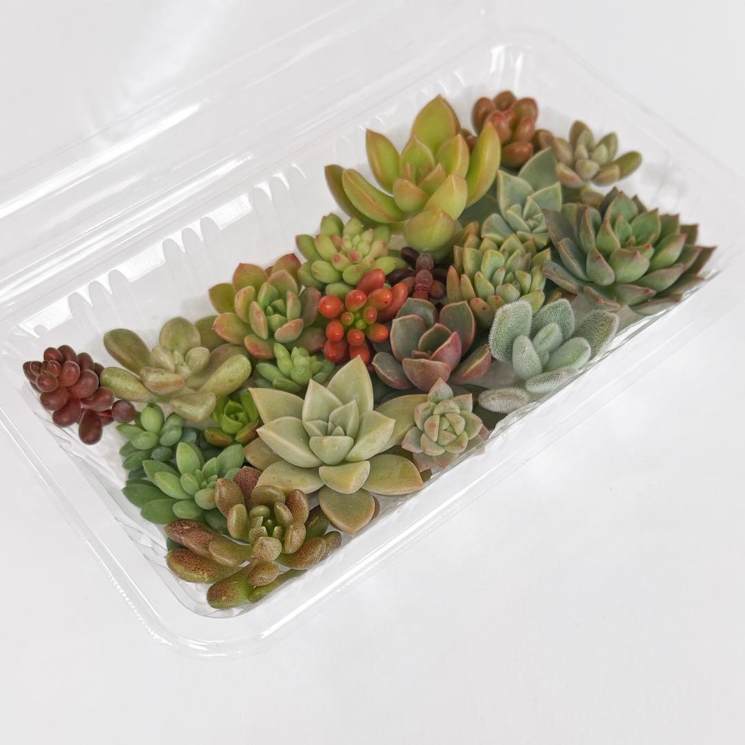 多肉植物 カット苗セット (A1-4) - メルカリ