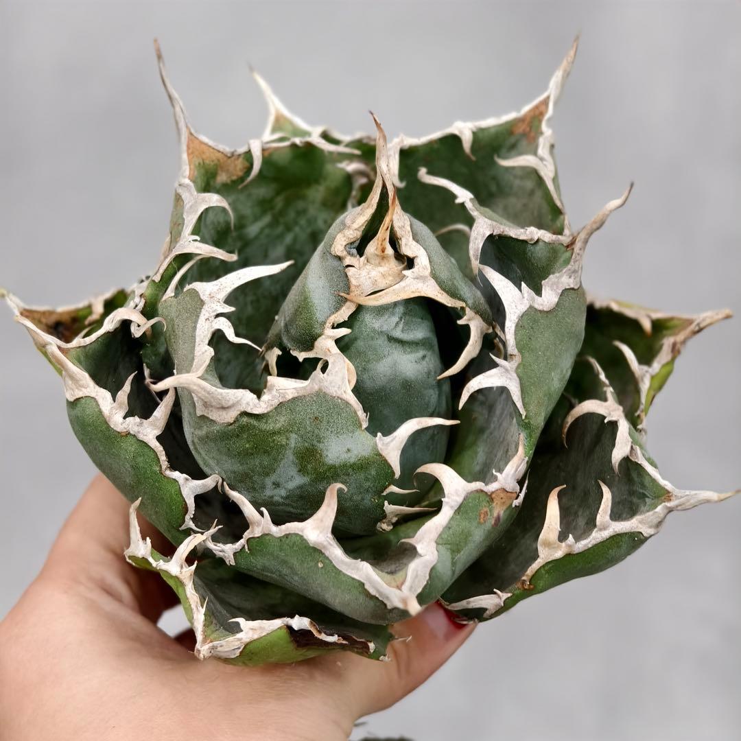 w377高級品種 アガベ チタノタ 清櫻 