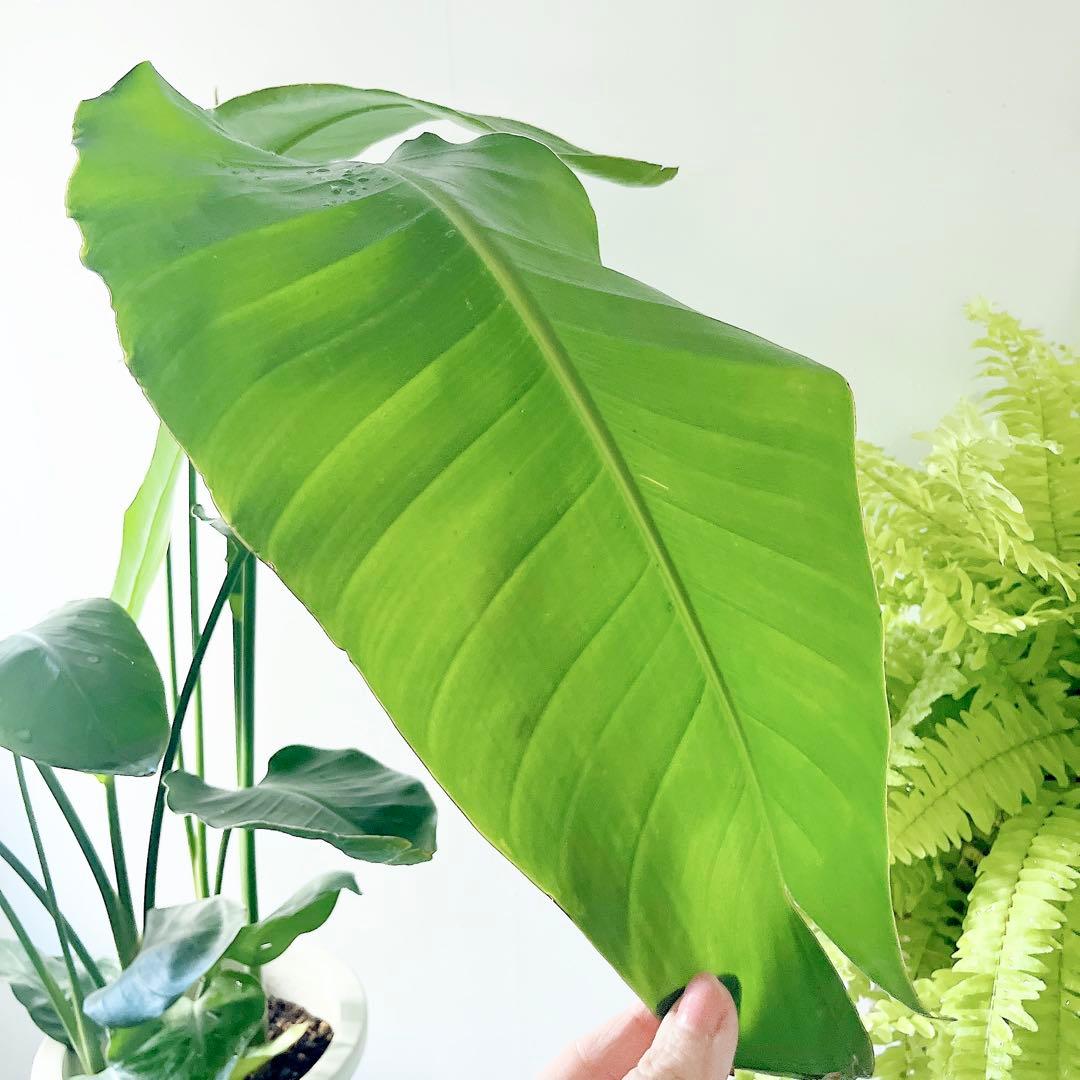 《特別価格》特大ストレリチアオーガスタ 3株植え✨ 8号鉢 高さ 約100cm