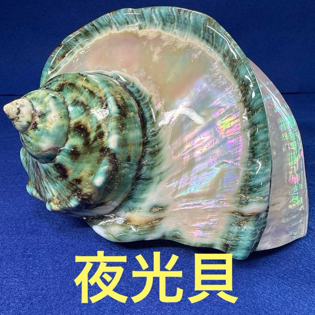 大型夜光貝 真珠磨き インテリア 飾り物 アクセサリー オブジェ - メルカリ