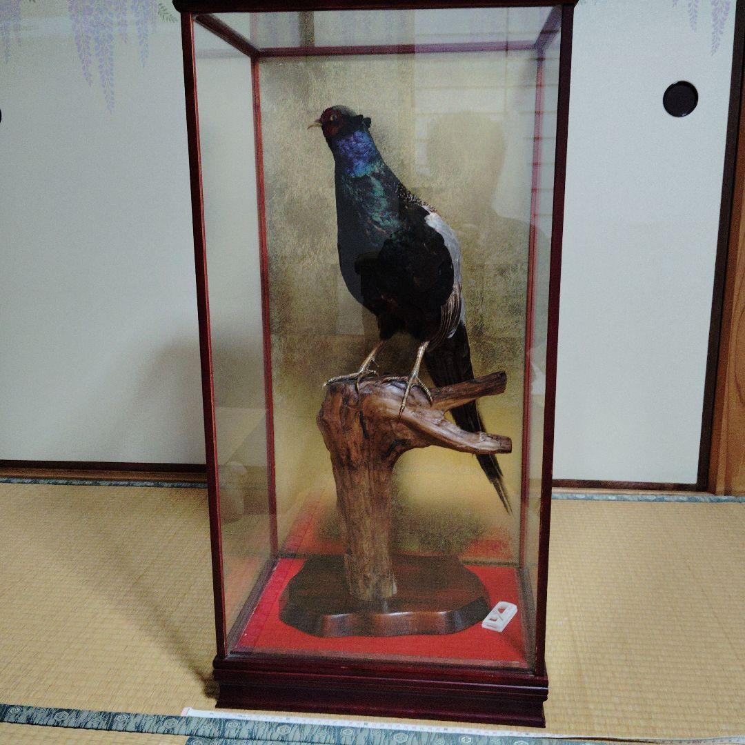キジの剥製の 置物 ガラスケース入り❨直接引取り希望❩ 2026年最新】キジ 剥製の人気アイテム - メルカリ