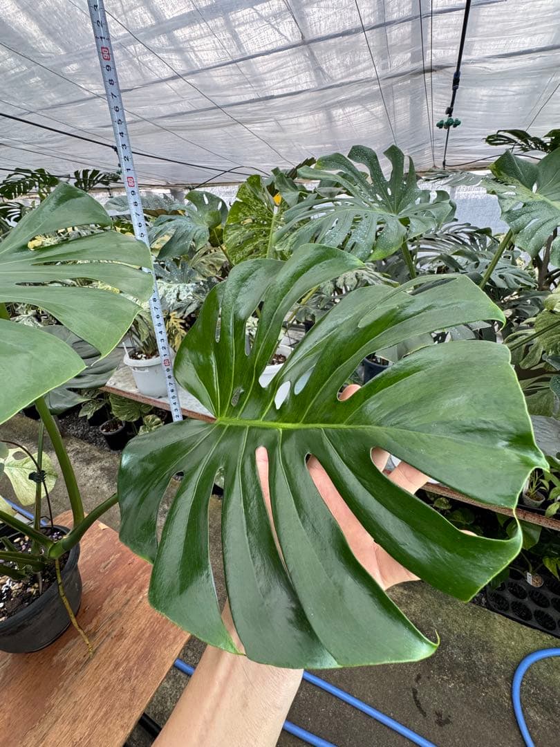 G2モンステラ GOG