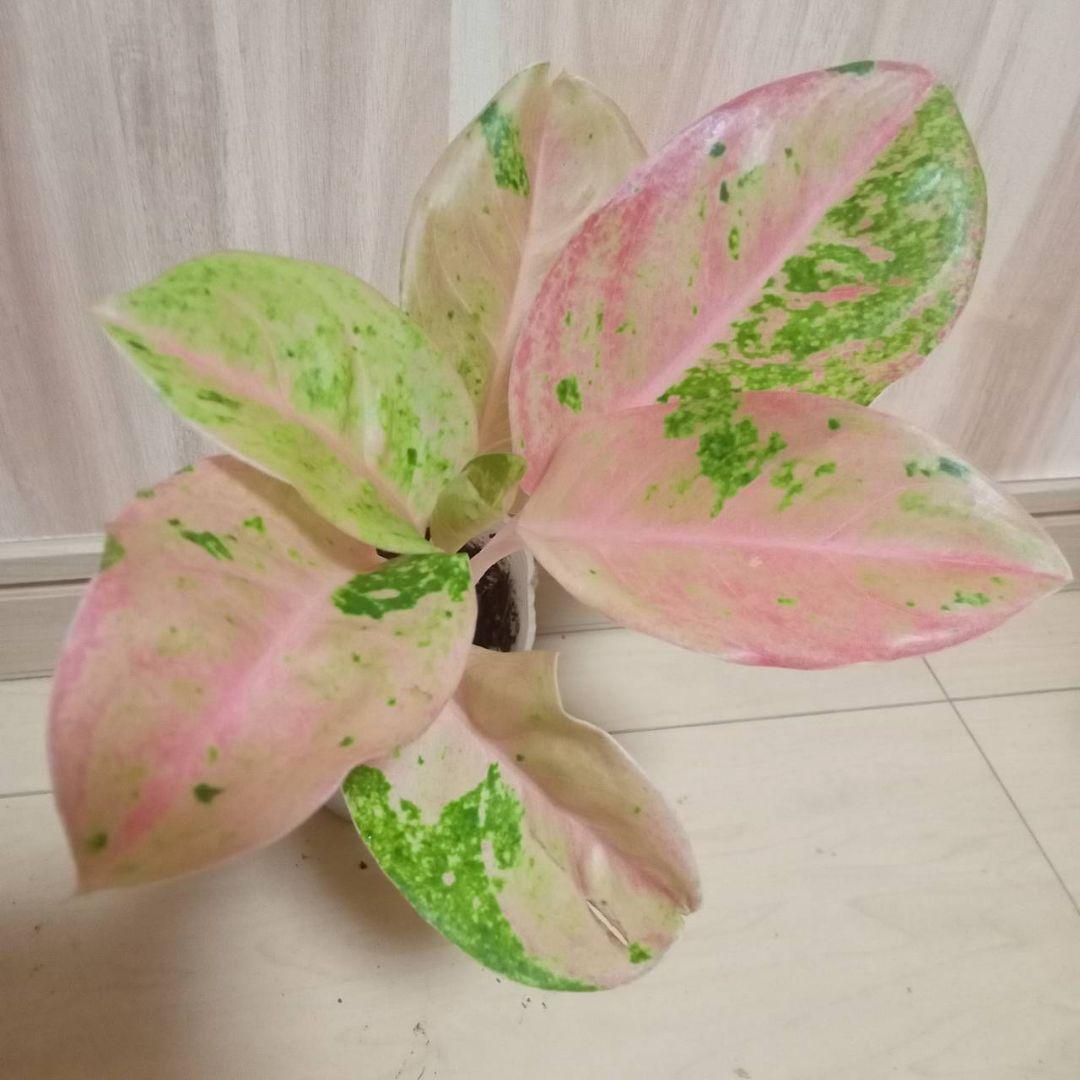 アグラオネマ ピンクローズ 観葉植物 - メルカリ