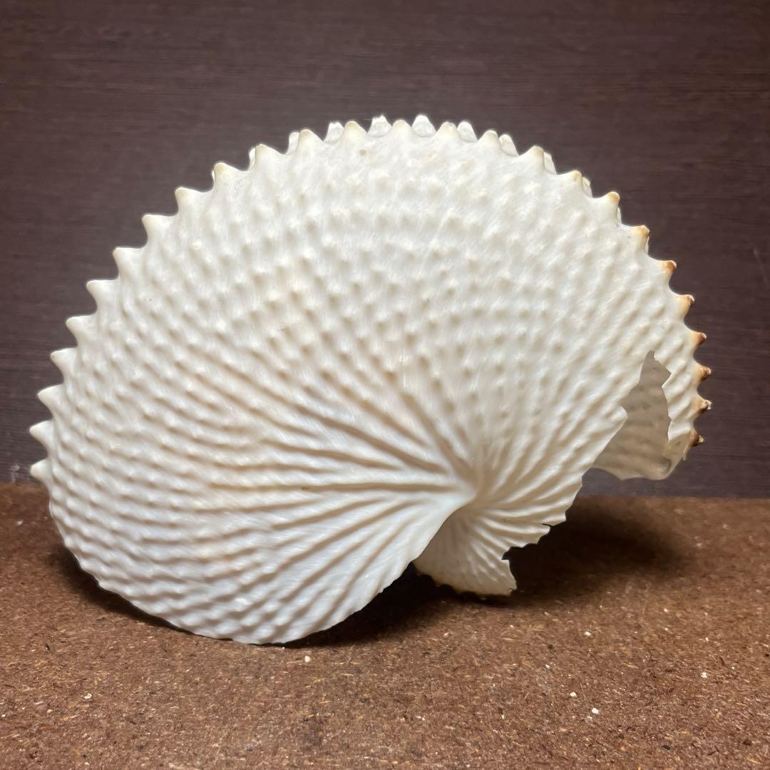 激レア 訳あり チリメンアオイガイ - メルカリ